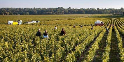 Domaine de Chevalier Ernte